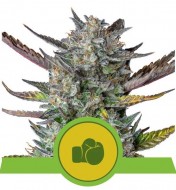 Purple Punch Automatic