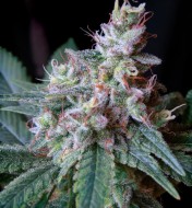 Cream Caramel Fast Version