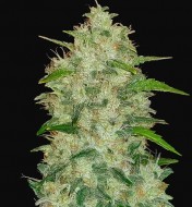 Original Auto Chemdawg