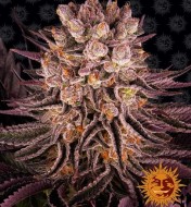 Mimosa x Orange Punch