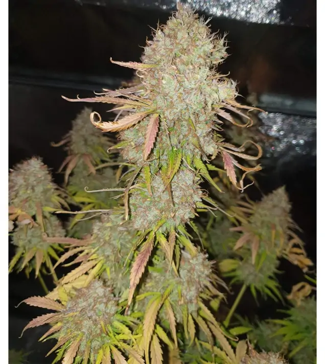 Auto Wedding Cake