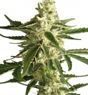 White Diesel Haze Automatic