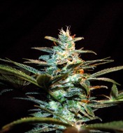 NYC Diesel (Ice Cool)