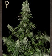 White Strawberry Skunk