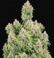 Original Cinderella Auto