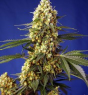 Strawberry Banana Gelato XL Auto