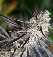 Peanut Butter Breath Fast Flowering