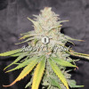 Auto NL x Big Bud