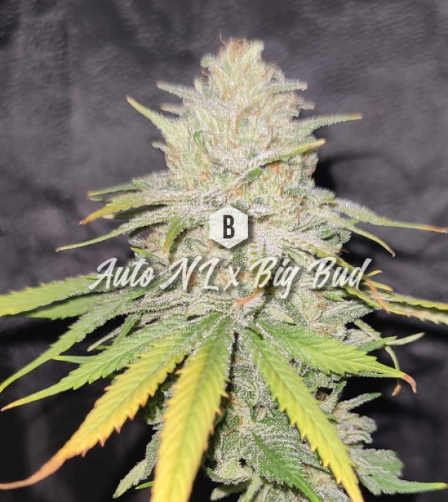 Auto NL x Big Bud
