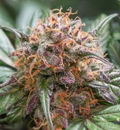 Auto Trichome & Cream