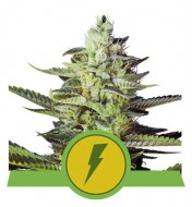 North Thunderfuck Auto