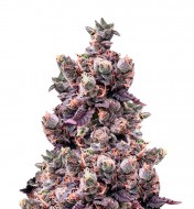 Wedding Pink Cake Auto