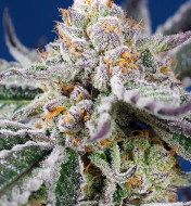 Orange Apricot Glue XL Auto