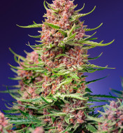 Strawberry Cola Sherbet F1 Fast Version