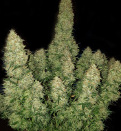 Northern Light F1 Auto 