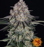 Sour Diesel Auto