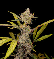 Red Gorilla Cookies Auto