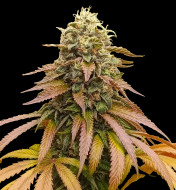 Strawberry Cola (Coke) Fast