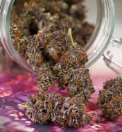 Auto Forbidden Cherry