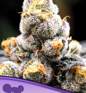 Anesia Scout Cookies