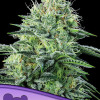 Auto Strawberry Banana