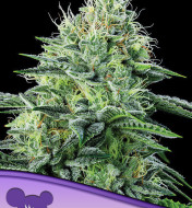 Auto Strawberry Banana