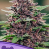 Toffee Pudding Auto