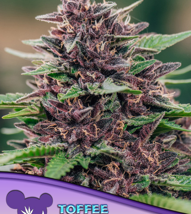 Toffee Pudding Auto