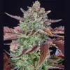 Gorilla Cookies Auto - Ganja Farmer Seeds