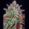Gorilla Cookies Auto - Ganja Farmer Seeds