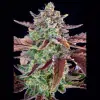 Gorilla Cookies Auto - Ganja Farmer Seeds