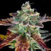 Gorilla Cookies Auto - Ganja Farmer Seeds