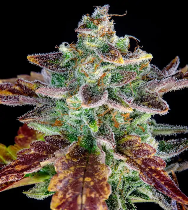 Gorilla Cookies Auto - Ganja Farmer Seeds