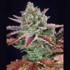 Gorilla Cookies Auto - Ganja Farmer Seeds