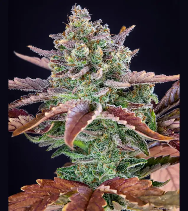 Gorilla Cookies Auto - Ganja Farmer Seeds