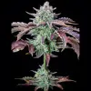 Gorilla Cookies Auto - Ganja Farmer Seeds
