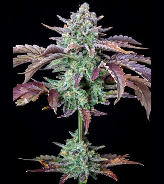 Gorilla Cookies Auto - Ganja Farmer Seeds