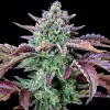Gorilla Cookies Auto - Ganja Farmer Seeds