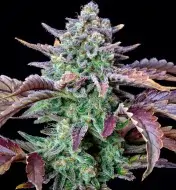 Gorilla Cookies Auto - Ganja Farmer Seeds