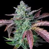 Gorilla Cookies Auto - Ganja Farmer Seeds