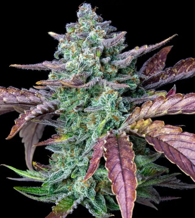 Gorilla Cookies Auto - Ganja Farmer Seeds