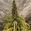 Gorilla Cookies Auto - Ganja Farmer Seeds