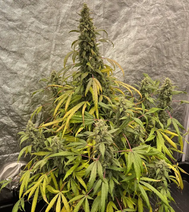 Gorilla Cookies Auto - Ganja Farmer Seeds