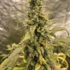Gorilla Cookies Auto - Ganja Farmer Seeds