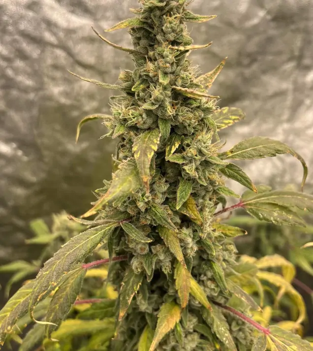 Gorilla Cookies Auto - Ganja Farmer Seeds