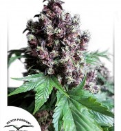 Frisian Duck Výprodej