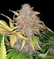 Apricot Gorilla Auto - Ganja Farmer Seeds