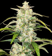 Zkittelz XL Auto - Ganja Farmer Seeds