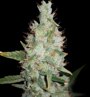 Hawaiian Snow Auto