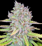 Strawberry Cake Auto